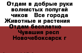 Отдам в добрые руки волнистых попугай.чиков - Все города Животные и растения » Отдам бесплатно   . Чувашия респ.,Новочебоксарск г.